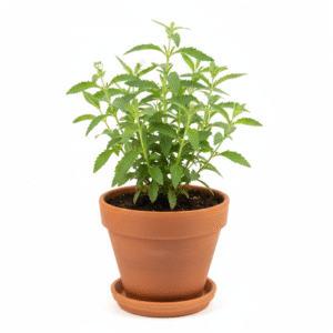 Stevia Natural Sweetner Live Plant