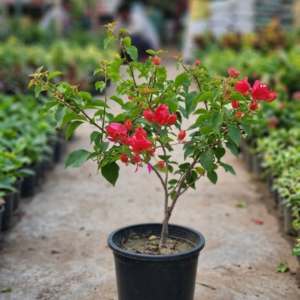 Bougainvillea Flower Healthy Plant - Image 5