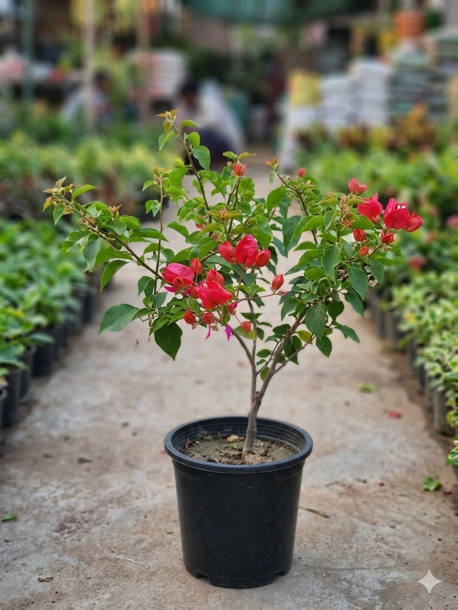 Bougainvillea Flower Healthy Plant - Image 5