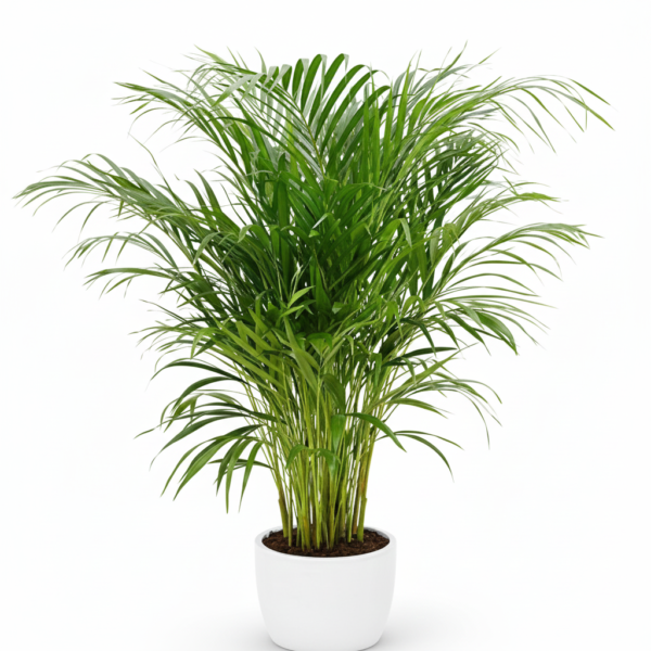Areca Palm Healthy Live Plant