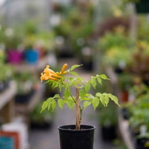 Trumpet Creeping Vine Flower Plant - Image 6
