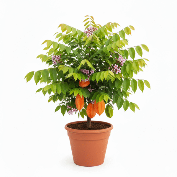 Hybrid Sweet Starfruit 1Foot Longer Healthy Plant