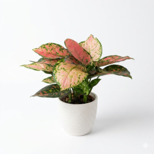 Aglaonema Pink Beauty Live Plant