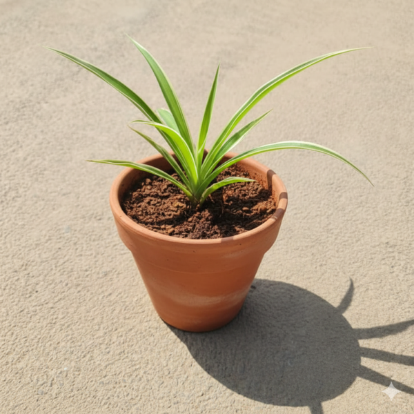 Chlorophytum Spider Plant