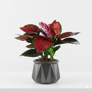 Aglaonema Red Live plant
