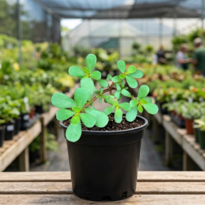 Purslane/Kulfa/Ghol Bhaji/Payalaku Rare Herbal Live Plant - Image 3