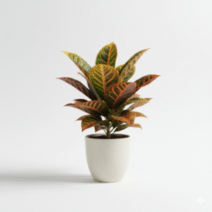 Croton Petra Live Plant
