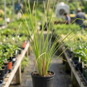 Vetiver Grass/Khus Herbal Live Plant - Image 3