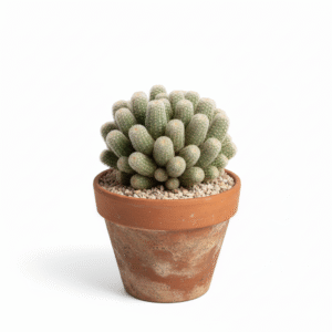 Mini Thimble Cactus Plant