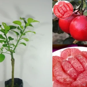 Thai Hybrid Grafted Red Pomelo PLant - Image 2