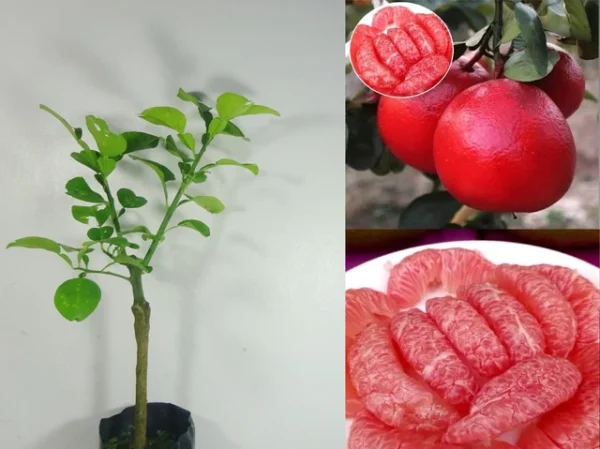 Thai Hybrid Grafted Red Pomelo PLant