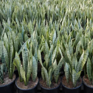 Sansevieria Zeylanica Green Snake Plant - Image 2