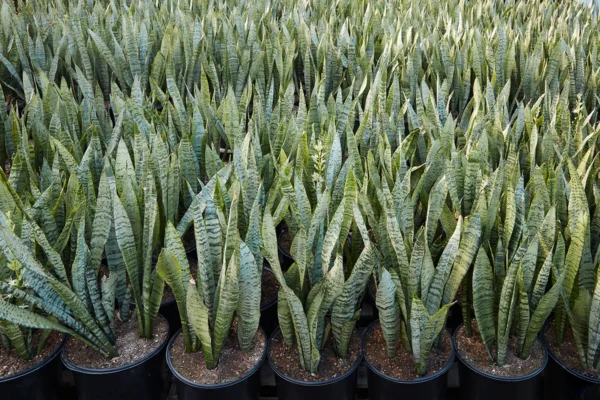 Sansevieria Zeylanica Green Snake Plant