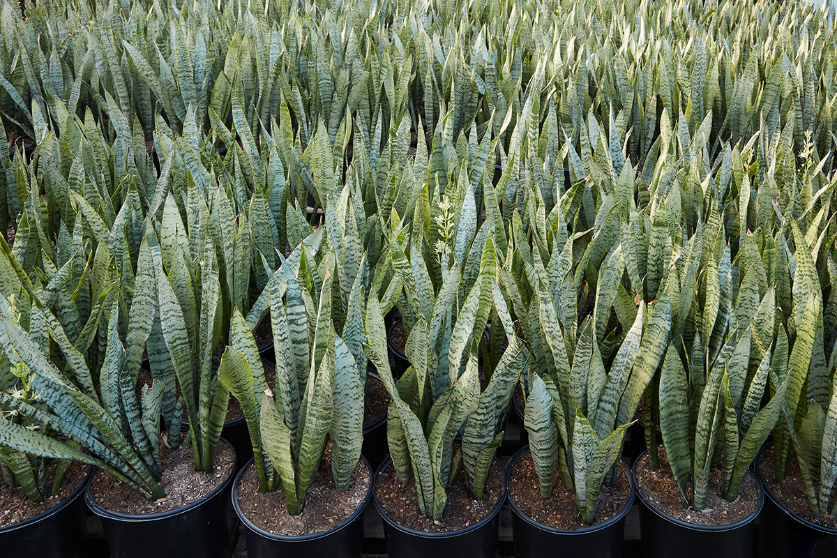 Sansevieria Zeylanica Green Snake Plant - Image 2