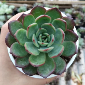 Echeveria Moonglow Hybrid Succulent Plant - Image 2