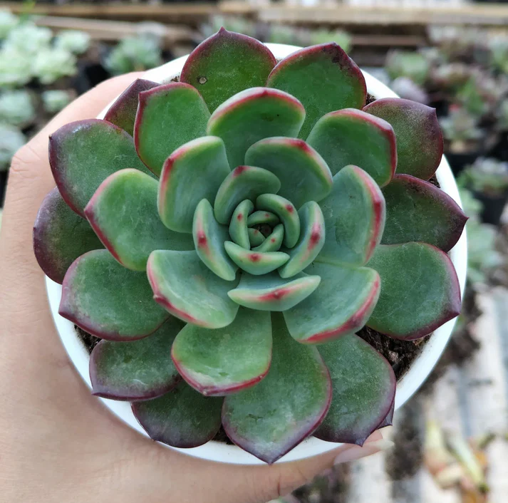 Echeveria Moonglow Hybrid Succulent Plant - Image 2