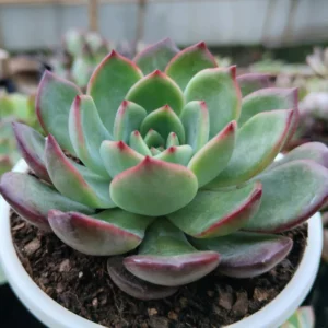 Echeveria Moonglow Hybrid Succulent Plant