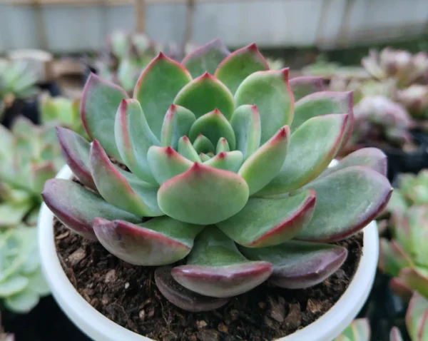 Echeveria Moonglow Hybrid Succulent Plant