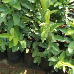 Guava L49 White Hybrid Plant - Image 2