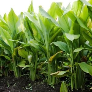 Turmeric/Raw Haldi Healthy Herbal Plant - Image 3
