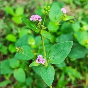 Punarnava/Ghetuli/Mukkurattai Herbal Plant - Image 2