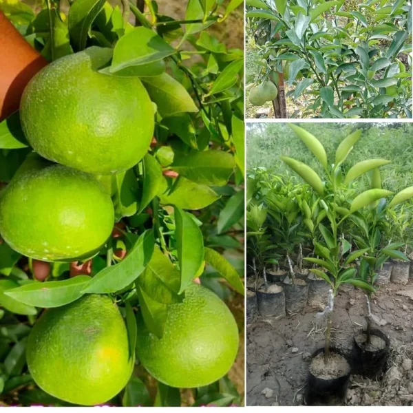 Vietnam Sweet Malta Mosambi Fruit 1-2Foot Longer Grafted Plant