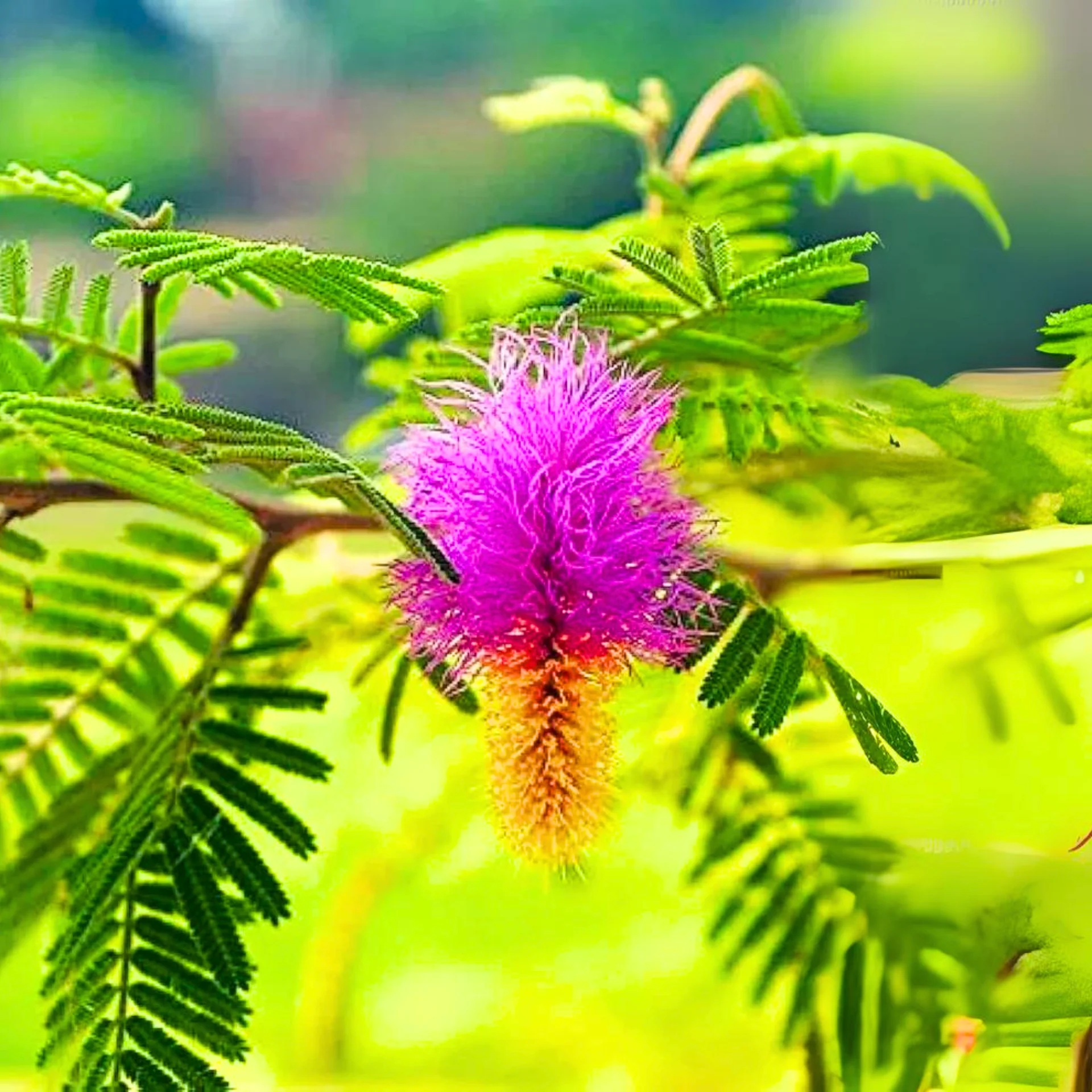 Shami/Jade/Khejri/Chikur/Jammi Healthy Traditional Good Luck Plant - Image 2