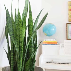 Sansevieria Zeylanica Green Snake Plant - Image 3