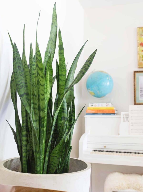 Sansevieria Zeylanica Green Snake Plant