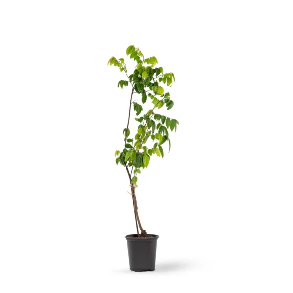 Hybrid Sweet Starfruit 1Foot Longer Healthy Plant