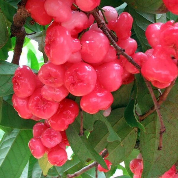 Pink Hybrid Water Apple Healthy Plant