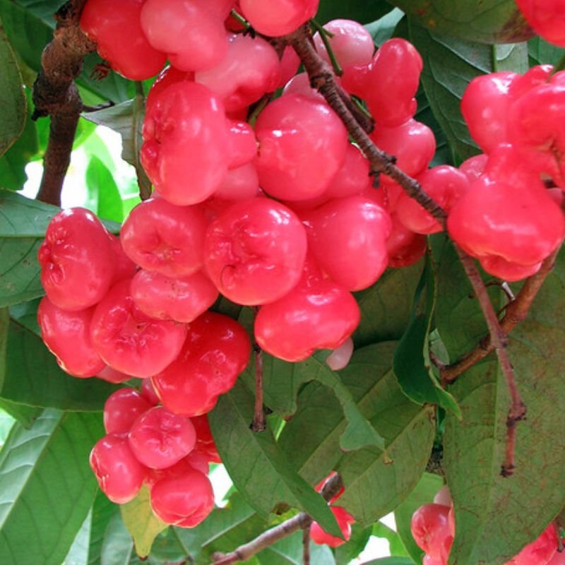 Pink Hybrid Water Apple Healthy Plant - Image 2