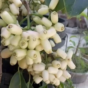 Hybrid White Jamun healthy plant