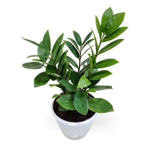ZZ Dwarf Green Plant For Indoor Living
