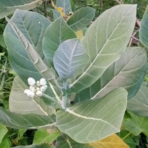 Fresh Whole Cut Akanda/Aak Green Leaves - Image 2