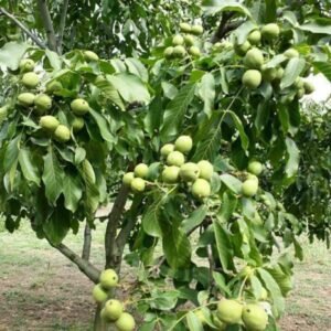 Akhrot/Walnut Grafted 1-2Foot Longer Healthy Live Plant - Image 2