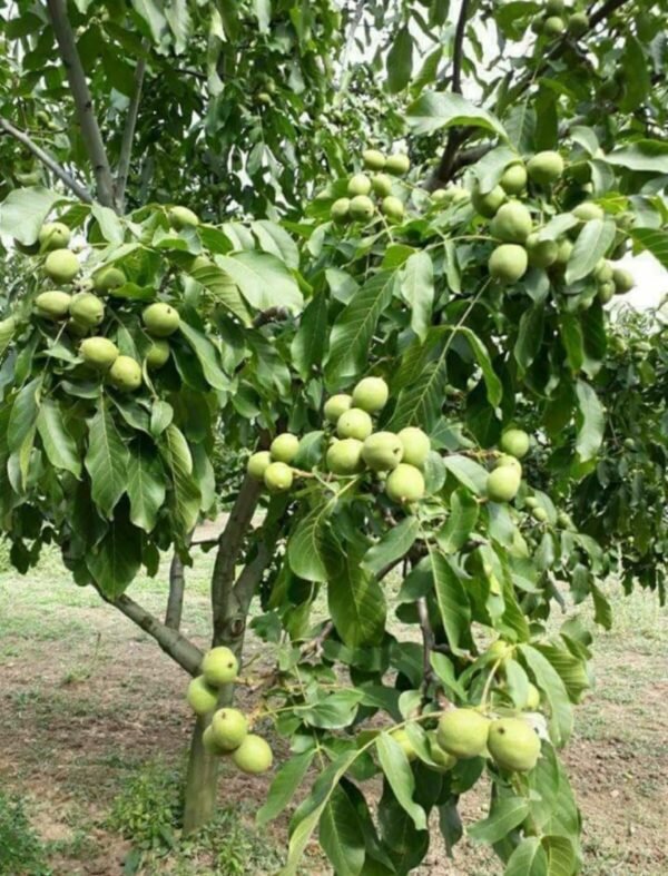 Akhrot/Walnut Grafted 1-2Foot Longer Healthy Live Plant