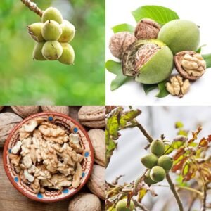 Akhrot/Walnut Grafted 1-2Foot Longer Healthy Live Plant