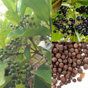 All Spice/Sarvasungandhi Spice Herbal Live Plant - Image 2