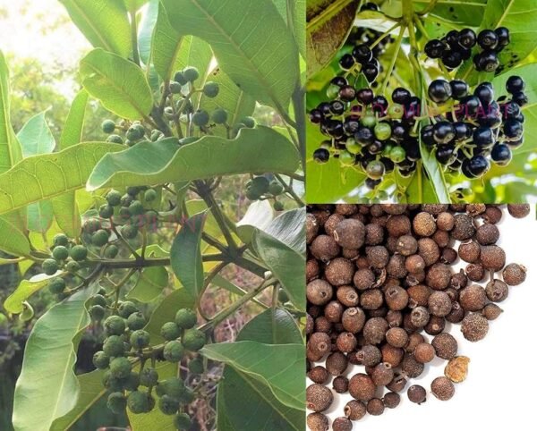 All Spice/Sarvasungandhi Spice Herbal Live Plant