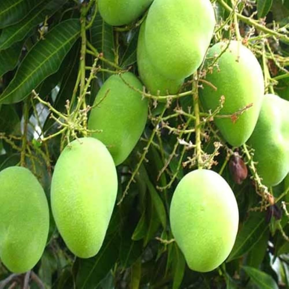 All Time/Baramasi Sweet Mango Grafted Plant