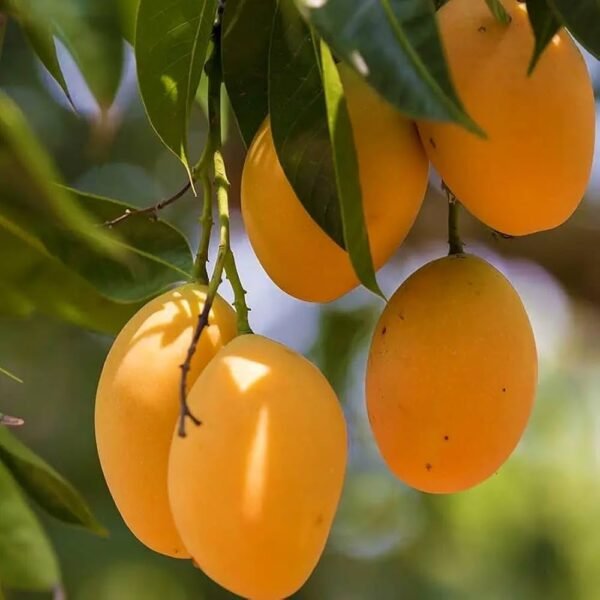 Alphanso Grafted Mango 1-2Foot Longer Healthy Plant