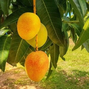 Alphanso Grafted Mango 1-2Foot Longer Healthy Plant