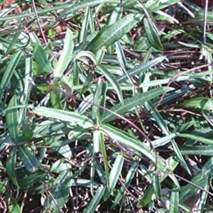 Anantmul/sariva/Nannari/Kapuri herbal plant - Image 2