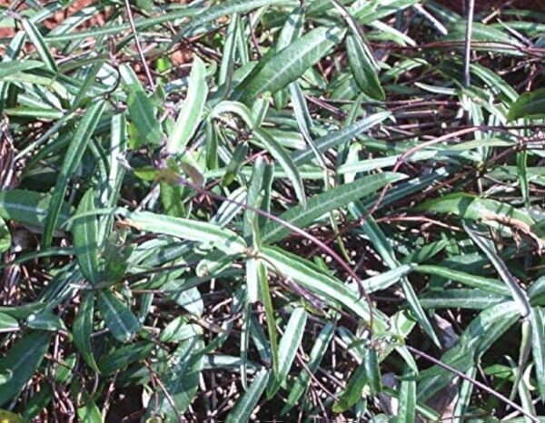 Anantmul/sariva/Nannari/Kapuri herbal plant