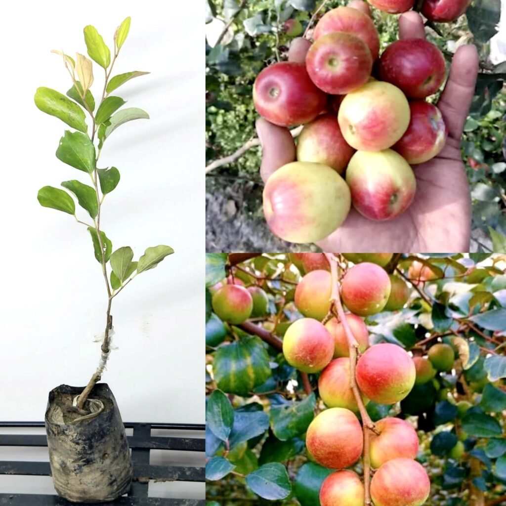 Apple Ber/Bal Sundari Hybrid 1Foot long Healthy Plant