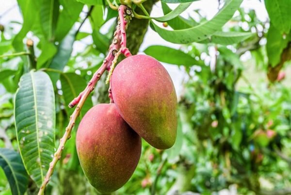 Red Apple Mango Grafted Plant