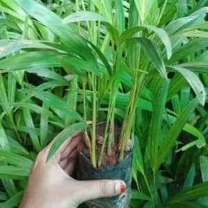 Areca Palm Healthy Live Plant - Image 2