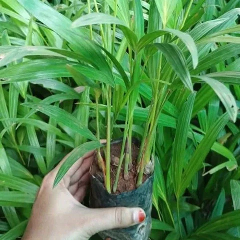 Areca Palm Healthy Live Plant