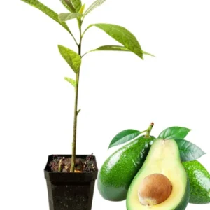 Avocado Butter Fruit Healthy Plant - Image 2